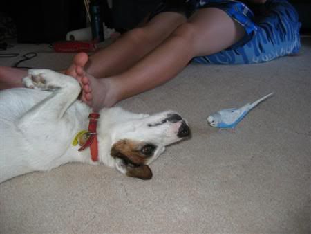 January162007-pets013Custom.jpg