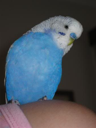 January162007-pets031Custom.jpg