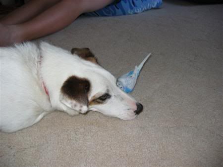 January162007-pets036Custom.jpg