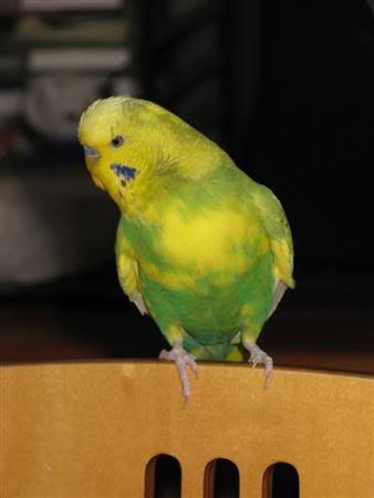 January272008-ozziesbirthday020Cust.jpg