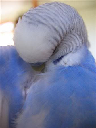 January312007-birdies045Custom.jpg