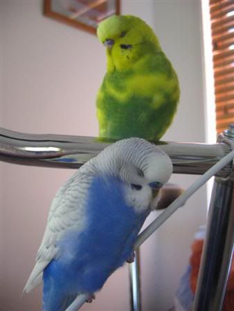 January312007-birdies079Custom.jpg