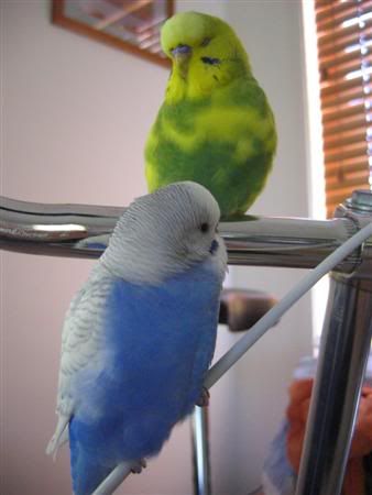 January312007-birdies085Custom.jpg