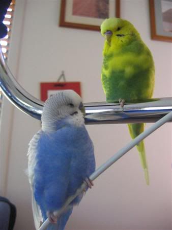 January312007-birdies093Custom.jpg