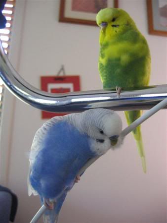 January312007-birdies094Custom.jpg