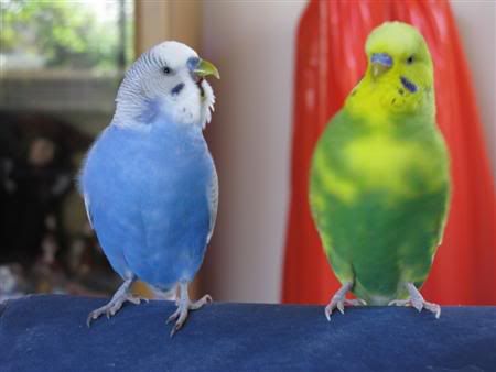 January92008-birds007_filteredCusto.jpg