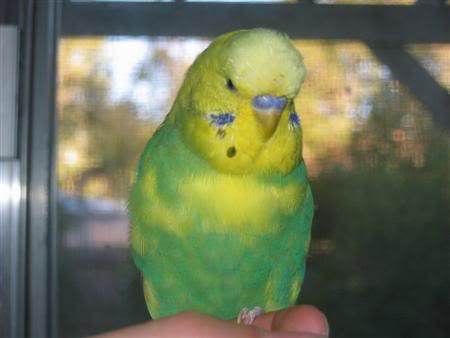 March102007-pets011Custom.jpg