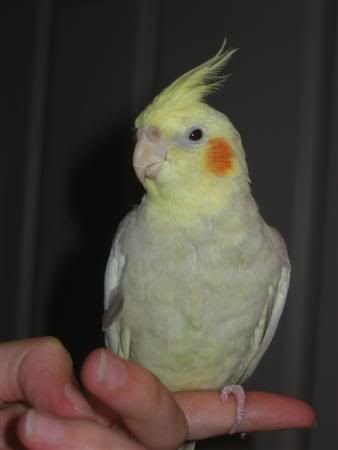 March102007-pets018Custom.jpg