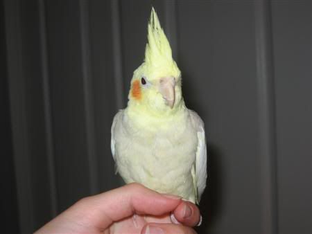 March102007-pets019Custom.jpg