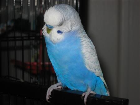 March102007-pets028Custom.jpg