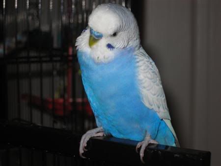 March102007-pets031Custom.jpg