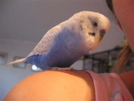 March102007-pets038Custom.jpg