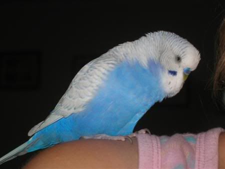 March102007-pets040Custom.jpg