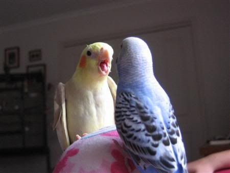 March182007-pets028Custom.jpg
