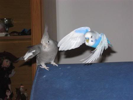 March222007-birds065Custom.jpg