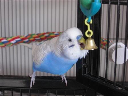 March302007-birds006Custom.jpg