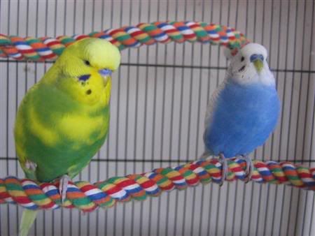 March302007-birds031Custom.jpg