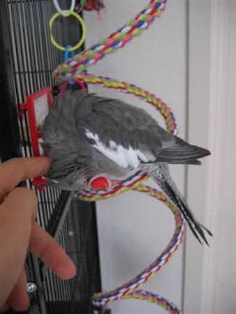 March302007-birds058Custom.jpg