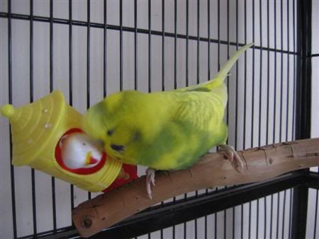 March302007-birds075Custom.jpg