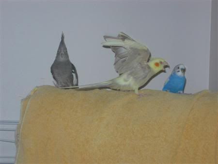 March52007-birds001Custom.jpg