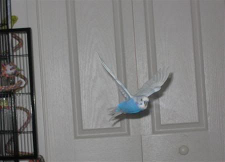 March52007-birds002Custom.jpg