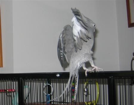 March52007-birds005Custom.jpg