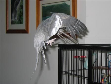 March52007-birds006Custom.jpg