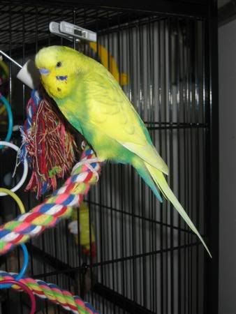 March52007-birds011Custom.jpg