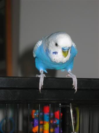 March52007-birds012Custom.jpg