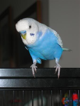 March52007-birds014Custom.jpg