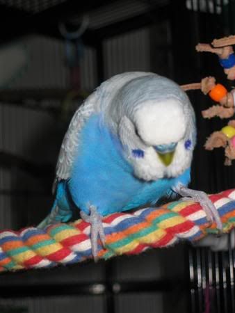 March52007-birds024Custom.jpg