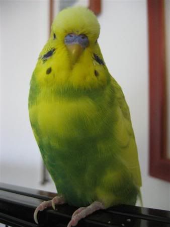 March52007-birds029Custom.jpg