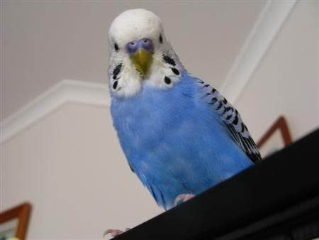 March82008-fids028Custom.jpg