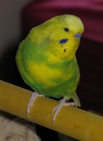 November142007-birds007Custom.jpg