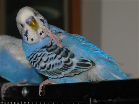 November142007-birds009Custom.jpg