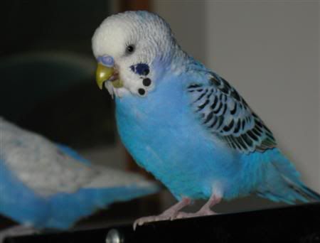 November142007-birds010Custom.jpg