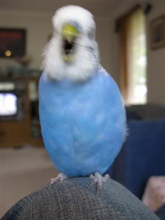 November82007-birds043Custom.jpg