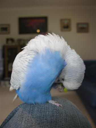 November82007-birds050Custom.jpg