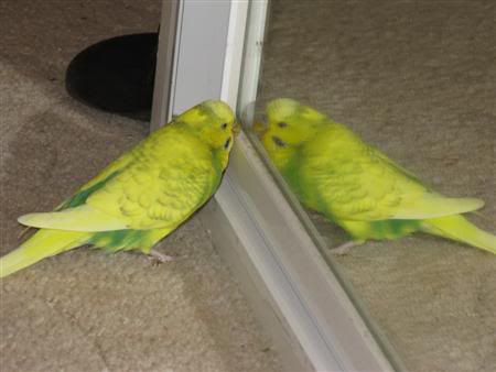 November92007-pets006Custom.jpg