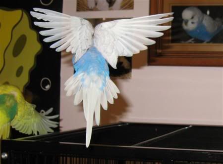 November92007-pets016Custom.jpg