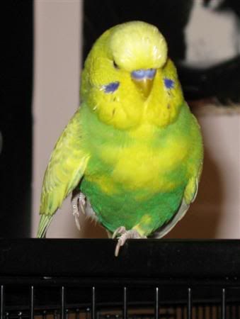 November92007-pets018Custom.jpg