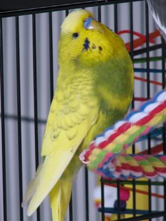 September132007-pets011Custom.jpg