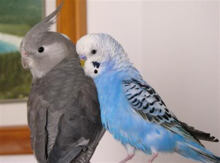 September132007-pets088Custom.jpg