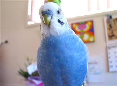 September132007-pets092Custom.jpg