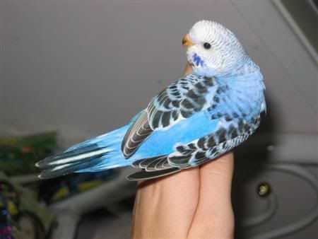 n3Custom.jpg