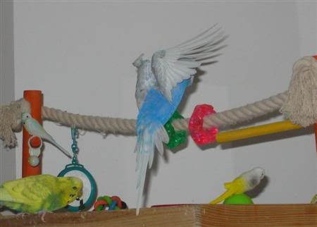 April112007-birds060Custom.jpg