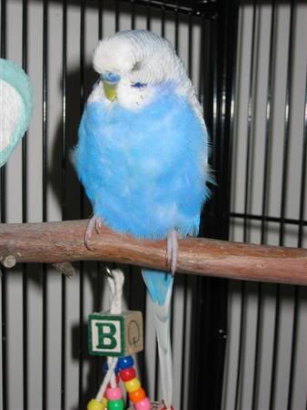 April132007-tielsandbudgies120Custo.jpg