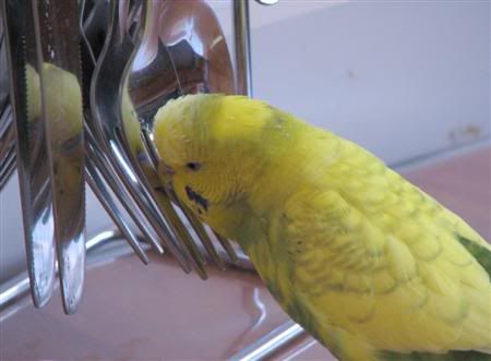 August132007-birdsnmig044Custom.jpg