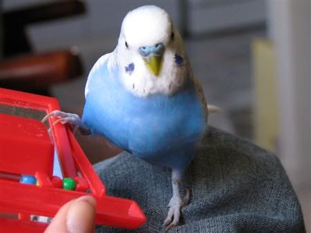 August132007-birdsnmig089Custom.jpg