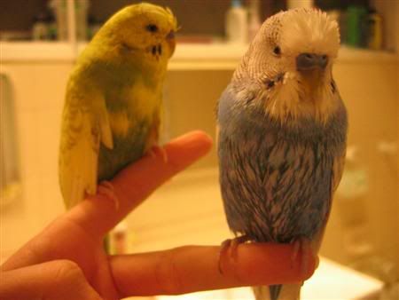 August22007-budgieshower003Custom.jpg